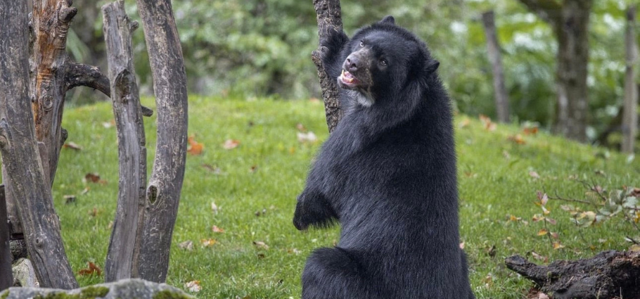 Inside Swiss WorldCargo’s mission to move an endangered bear